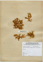 藏品(海木耳)的圖片